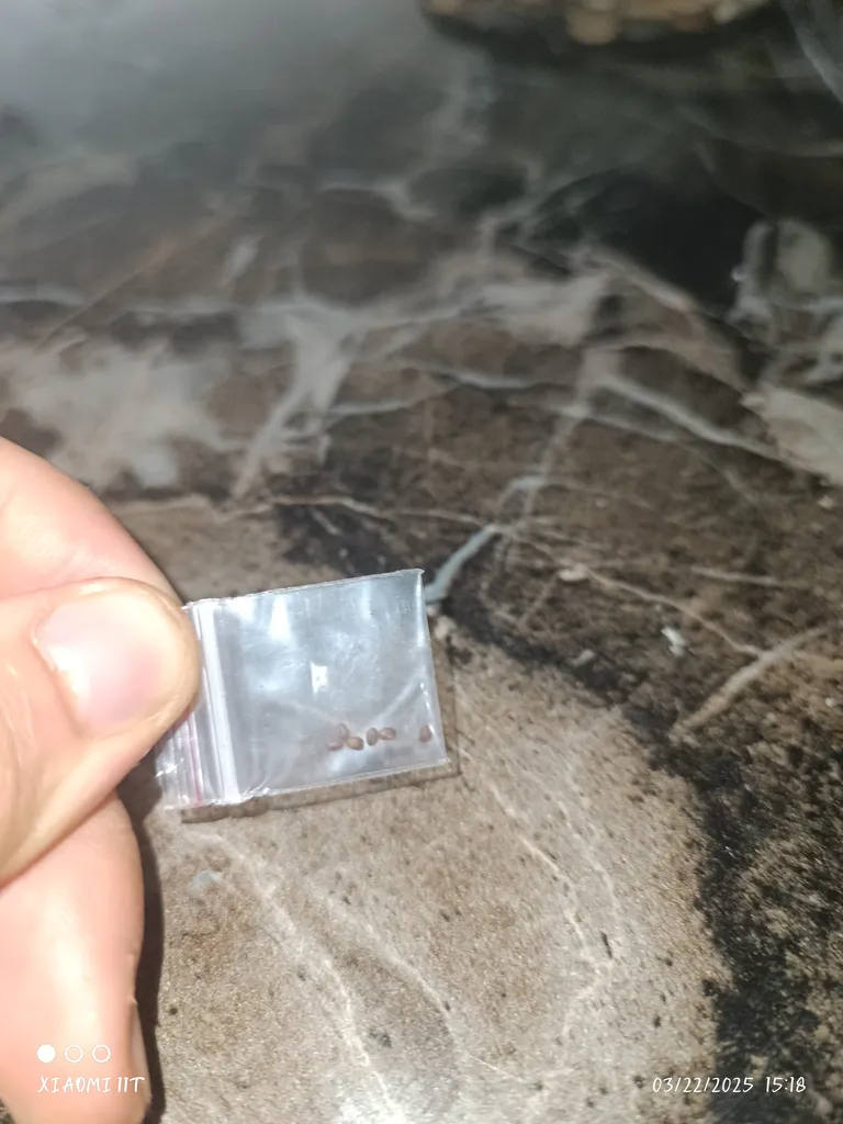 بذر گل سنگ رز سانیا سید مدل GS2