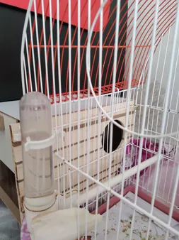 لانه پرنده مدل عروس هلندی درب کشویی طرح چوبی