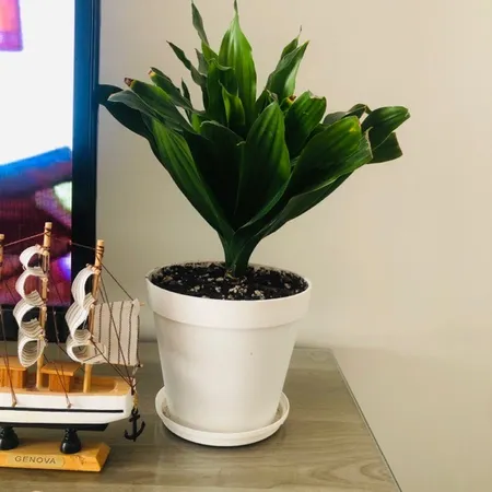 گلدان شهرآذین مدل رویال 1500