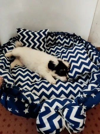 جای خواب سگ و گربه مدل mypet367