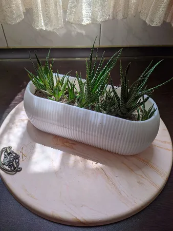 گلدان مدل کاکتوسی قایقی