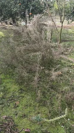 علف زن شارژی ویدمار مدل V-SH-3-6