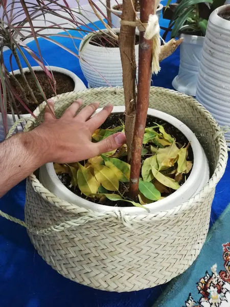 عکس ارسالی خریدار