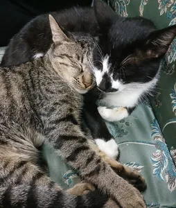 تجریه خرید غذای گربه بالغ مفید مدل ADULT CAT وزن 2 کیلوگرم