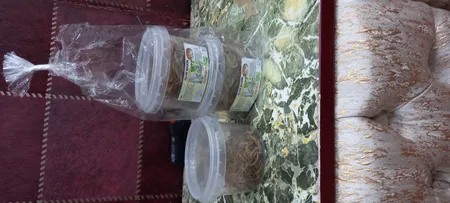 غذای تشویقی عروس هلندی ولکانو میلورم کد MWC60 وزن 60 گرم بسته 3 عددی