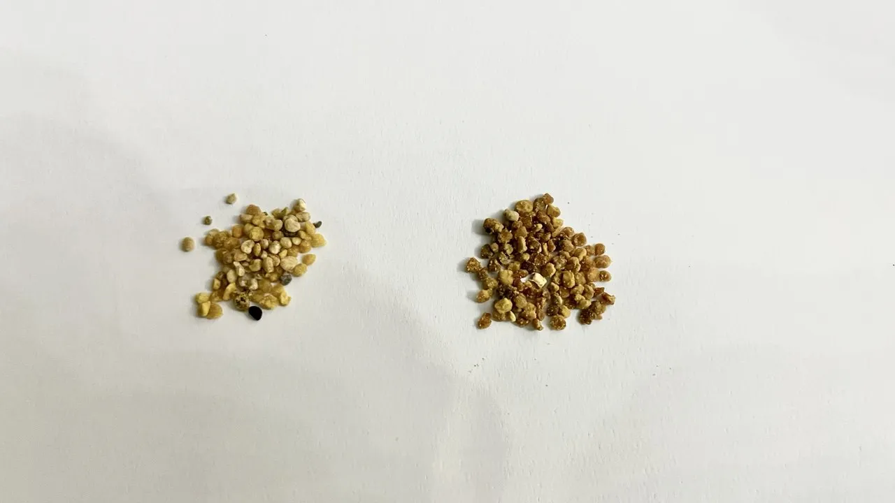 گرده گل کوهستان فروردین - 400 گرم