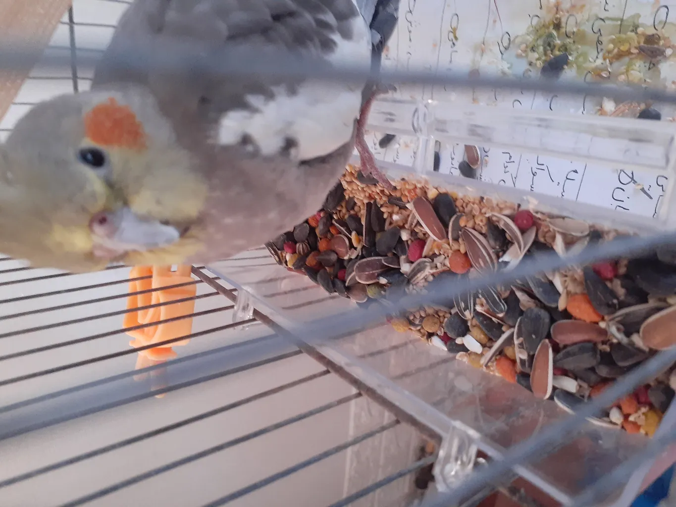 غذای مخلوط طوطی توییتی مدل 001 وزن 1 کیلوگرم