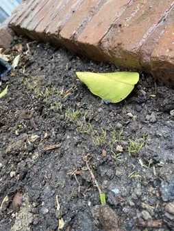 بذر شوید بذر طلایی برتر کد BZT-96