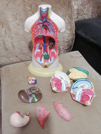 بازی آموزشی طرح مولاژ نیم تنه انسان مدل ASM06