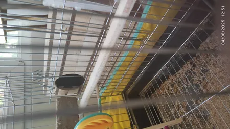 لانه پرنده مدل عروس هلندی