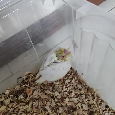 محلول مولتی ویتامین پرندگان کوچک ویتاماین مدل SMLBRD حجم 60 میلی لیتر