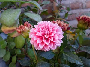 تجریه خرید دوربین دیجیتال سامسونگ مدل ST69