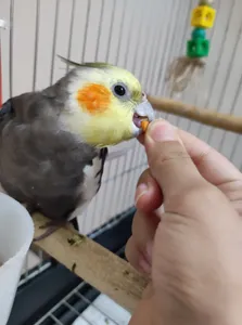 تجریه خرید غذای عروس هلندی مدل zupreem وزن 100 گرم