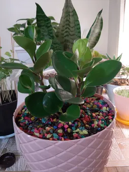 گیاه طبیعی قاشقی کد 02.A.P