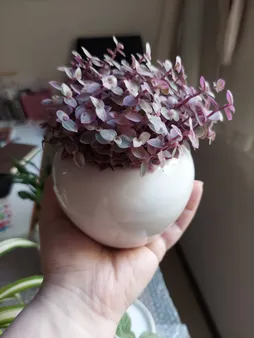 گیاه طبیعی کالیسیا مدل C-45