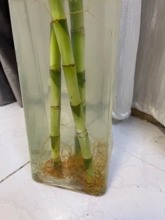 گیاه طبیعی بامبو مدل جوانه دار مدل 80