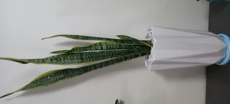 گیاه طبیعی سانسوریا شمشیری ابلغ کد1 -AS-7