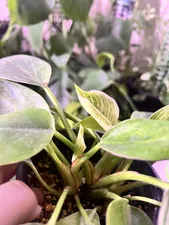 تجریه خرید وال واشر رشد گیاه 36 وات مدل W