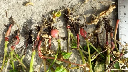 بذر سبزی خوراکی پرمصرف گلبرگ پامچال کد G-P-GP-08 مجموعه 8 عددی