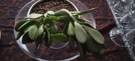 گیاه طبیعی یشم مدل F-06