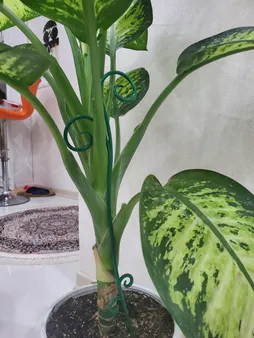 نگهدارنده گیاه مدل gh-1 بسته چهار عددی