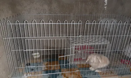 پارک سگ کد 01