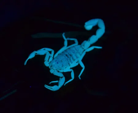 چراغ قوه دستی مدل UV 365nm filter