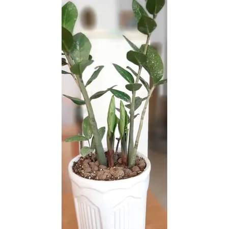 خاک سانسوریا و زاموفیلیا گیلدا مدل SZ04 حجم 4 لیتر