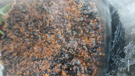 بذر پلنت آکواریوم مدل چمن ریز کوبایی