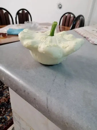 بذر کدو ستاره ای سفید بذر طلایی رویان کد BZT-138