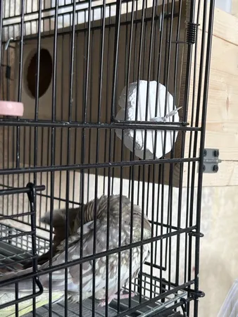 سنگ کلسیم طوطی سانان مدل رز وزن 700 گرم بسته 10 عددی