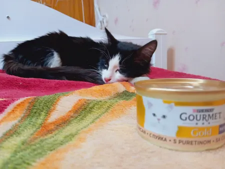 کنسرو غذای گربه گورمت مدل پته گوشت گاو وزن 85 گرم