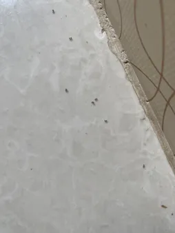 ژل مورچه کش برسودا مدل َA25 وزن 25 گرم