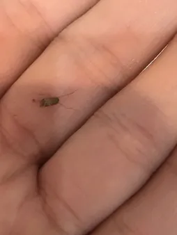 کود ورمی کمپوست گیلدا مدل GV07K وزن 7 کیلوگرم