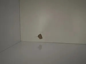 تجریه خرید جاکفشی اسمردیس مدل H105