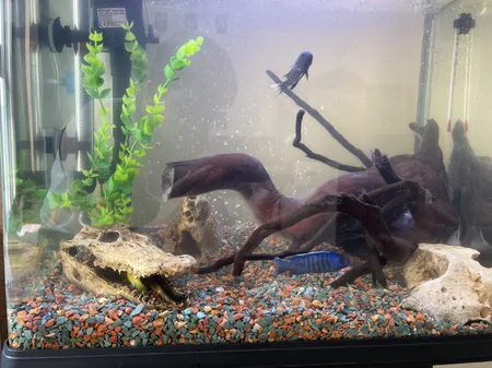 جمجمه تزیینی آکواریوم کد MS