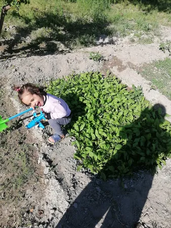 بذر اسفناج بذر طلایی برتر کد BZT-87