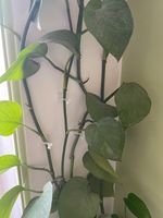 گیره مدل پتوس بسته 30 عددی