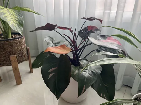 گل طبیعی فیلودندرون  تافکو مدل پینک پرنسس  کد 2x