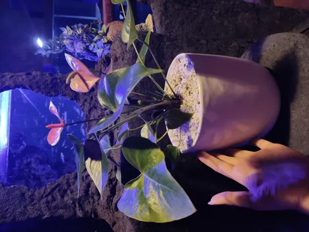 گل طبیعی انتوریوم تافکو مدل صورتی