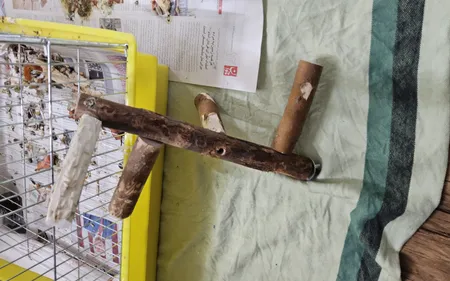 اسباب بازی پرندگان مدل نشیمنگاه طوطی طرح استند a6