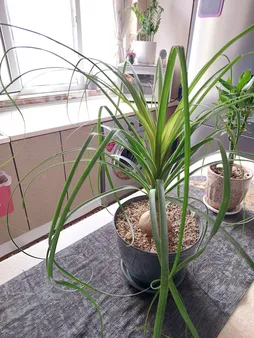 گیاه طبیعی لیندا مدل P-02