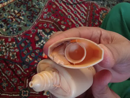 کرم ضدآفتاب ژیناژن سری dry to normal skin مدل 02، حجم 50 میلی‌لیتر