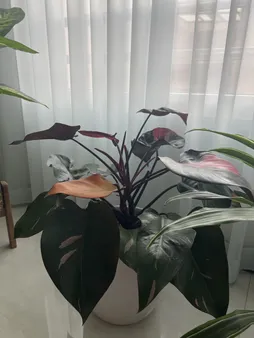 گل طبیعی فیلودندرون  تافکو مدل پینک پرنسس  کد 2x