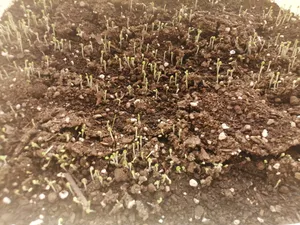 تجریه خرید بذر سبزی خوردن گیلدا کد 097 مجموعه 10 عددی