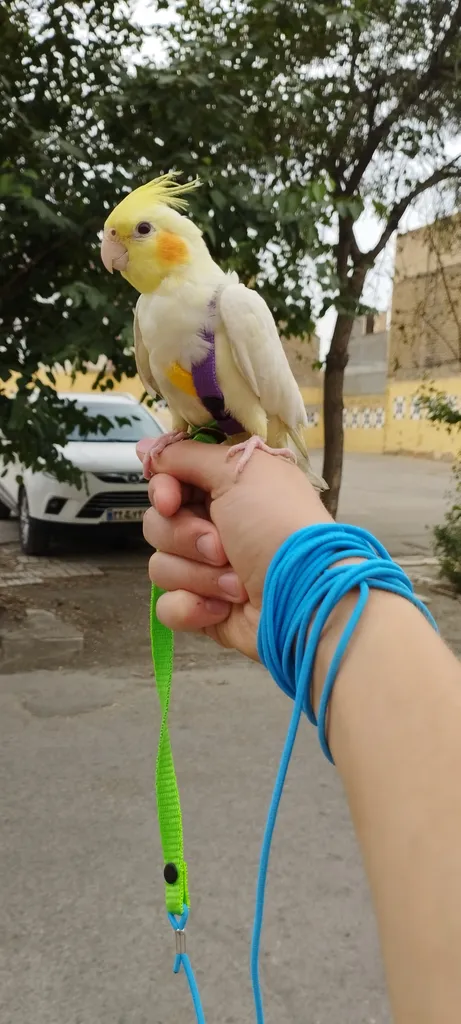 جلیقه پرواز عروس هلندی کد A12