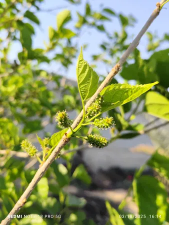 گوشی موبایل شیائومی مدل Redmi Note 13 Pro 5G دو سیم کارت ظرفیت 512 گیگابایت و رم 12 گیگابایت