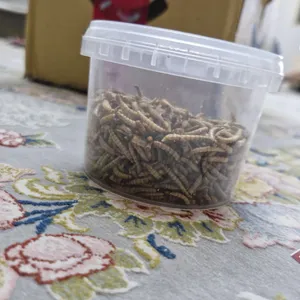 تجریه خرید تشویقی عروس هلندی فود فارمز لند مدل میل ورم وزن 50 گرم