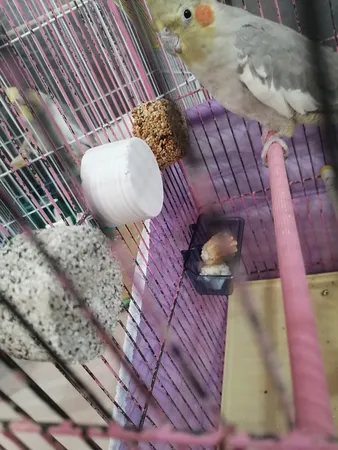 مکمل پرندگان کلاغ سفید مدل تشویقی عسلی کد 664 وزن 50 گرم