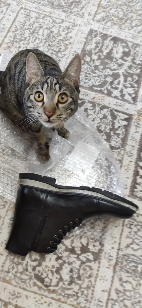 نیم بوت مردانه چرم عطارد مدل چرم طبیعی کد SH15